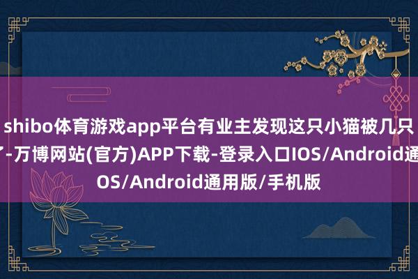 shibo体育游戏app平台有业主发现这只小猫被几只大型犬咬死了-万博网站(官方)APP下载-登录入口IOS/Android通用版/手机版